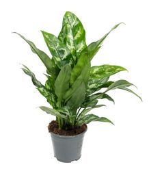 AglaonemaMaria--1-.jpg AglaonemaMaria--1-.jpg