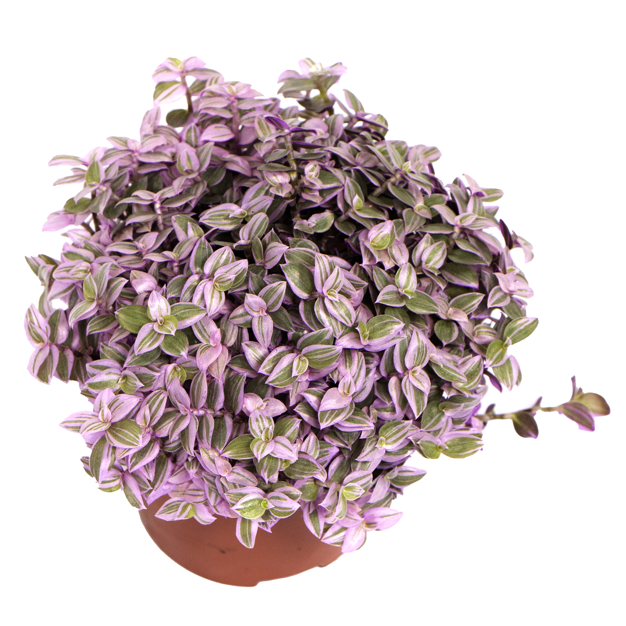 Callisia repens Rosato, im 12cm Pflanztopf, Heimtier Futterpflanze,  Turtleplant, Gesamthhe ca. 10cm | meingartencenter24.de - Garten Online  Shop & Weber Grill Store