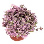 Callisia-Rosato-Pink-Lady-2.jpg
