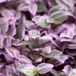 Callisia-Rosato-Pink-Lady-3.jpg