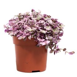 Callisia-Rosato-Pink-Lady-1.jpg Callisia-Rosato-Pink-Lady-1.jpg