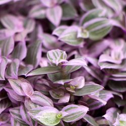 Callisia-Rosato-Pink-Lady-3.jpg Callisia-Rosato-Pink-Lady-3.jpg