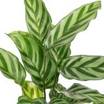 Calathea-Freddy-5.jpg