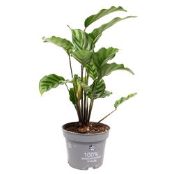 Calathea-Freddy-1.jpg Calathea-Freddy-1.jpg