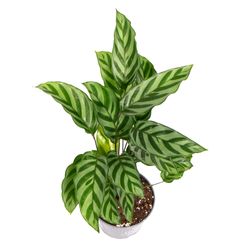 Calathea-Freddy-2.jpg Calathea-Freddy-2.jpg