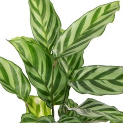 Calathea-Freddy-5.jpg Calathea-Freddy-5.jpg
