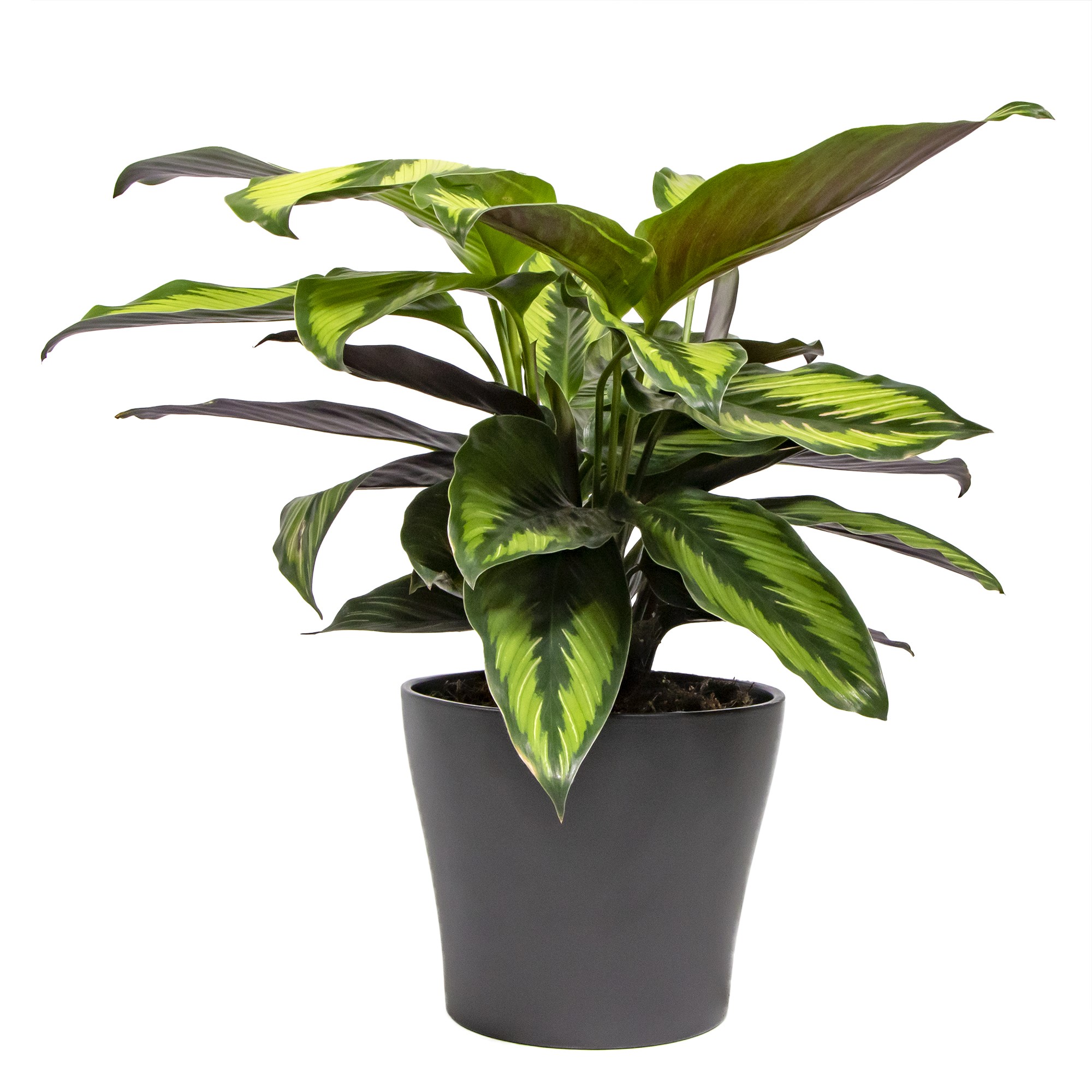 drachenbaum hawaiian sunshine pflege Hydro XXL Dracaena Hawaiian Sunshine, 140-160cm – Green Me Up