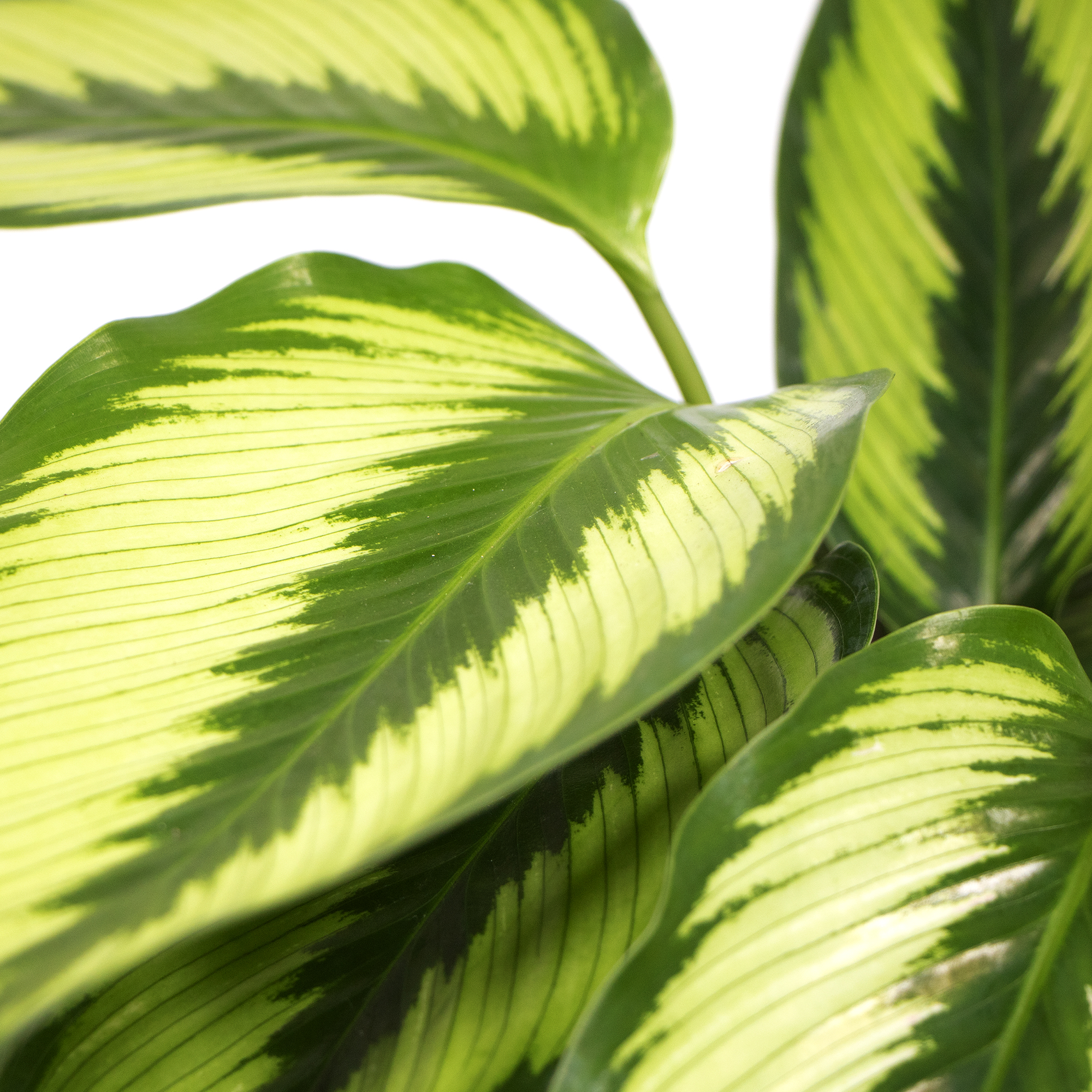 elefantenohr gartenpflanze Alocasia Frydek Elefantenohr 60cm 19cm Zimmerpflanze pflegeleicht grün