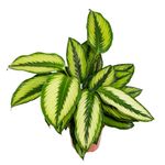 Calathea-Beauty-Star-2.jpg