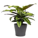 Calathea-Beauty-Star-3a.jpg