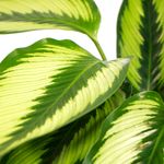 Calathea-Beauty-Star-5.jpg