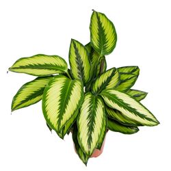 Calathea-Beauty-Star-2.jpg Calathea-Beauty-Star-2.jpg