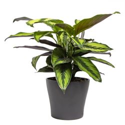 Calathea-Beauty-Star-3a.jpg Calathea-Beauty-Star-3a.jpg