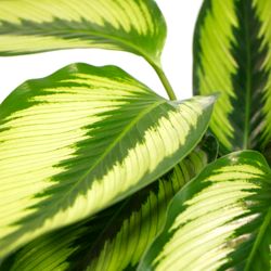 Calathea-Beauty-Star-5.jpg Calathea-Beauty-Star-5.jpg