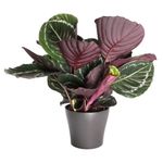 Calathea-rospopicta-green-4.jpg