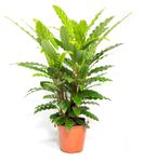 Calathea-rufibarbaWavestarGreen--2-.jpg