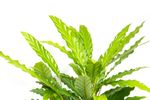 Calathea-rufibarbaWavestarGreen--3-.jpg