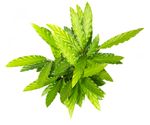 Calathea-rufibarbaWavestarGreen--4-.jpg