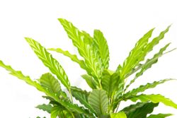 Calathea-rufibarbaWavestarGreen--3-.jpg Calathea-rufibarbaWavestarGreen--3-.jpg