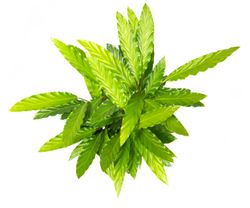 Calathea-rufibarbaWavestarGreen--4-.jpg Calathea-rufibarbaWavestarGreen--4-.jpg