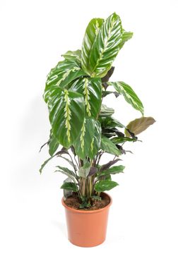 Calathea louisae, Maui Queen im 12cm Topf, Korbmarante, Höhe ca. 30cm