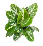 Calathea-louisaeMauiQueen--3-.jpg