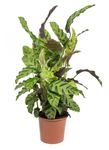 Calathea-albertiiGreenLeaf--1-.jpg