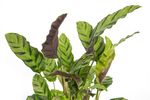 Calathea-albertiiGreenLeaf--2-.jpg