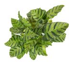 Calathea-albertiiGreenLeaf--3-.jpg