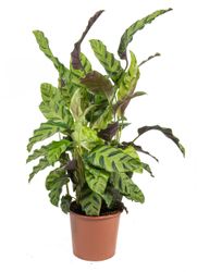 Calathea-albertiiGreenLeaf--1-.jpg Calathea-albertiiGreenLeaf--1-.jpg