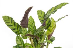 Calathea-albertiiGreenLeaf--2-.jpg Calathea-albertiiGreenLeaf--2-.jpg