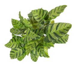 Calathea-albertiiGreenLeaf--3-.jpg Calathea-albertiiGreenLeaf--3-.jpg