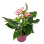 Anthurium-Joli-rosa-5--1-.jpg