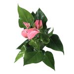 Anthurium-Joli-rosa-5--2-.jpg