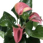Anthurium-Joli-rosa-5--3-.jpg