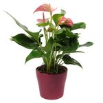 Anthurium-Joli-rosa-5--4-.jpg