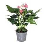 Anthurium-Joli-rosa-5--5-.jpg
