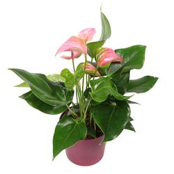 Anthurium-Joli-rosa-5--1-.jpg Anthurium-Joli-rosa-5--1-.jpg