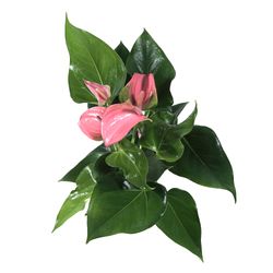Anthurium-Joli-rosa-5--2-.jpg Anthurium-Joli-rosa-5--2-.jpg