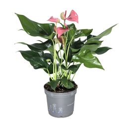 Anthurium-Joli-rosa-5--5-.jpg Anthurium-Joli-rosa-5--5-.jpg