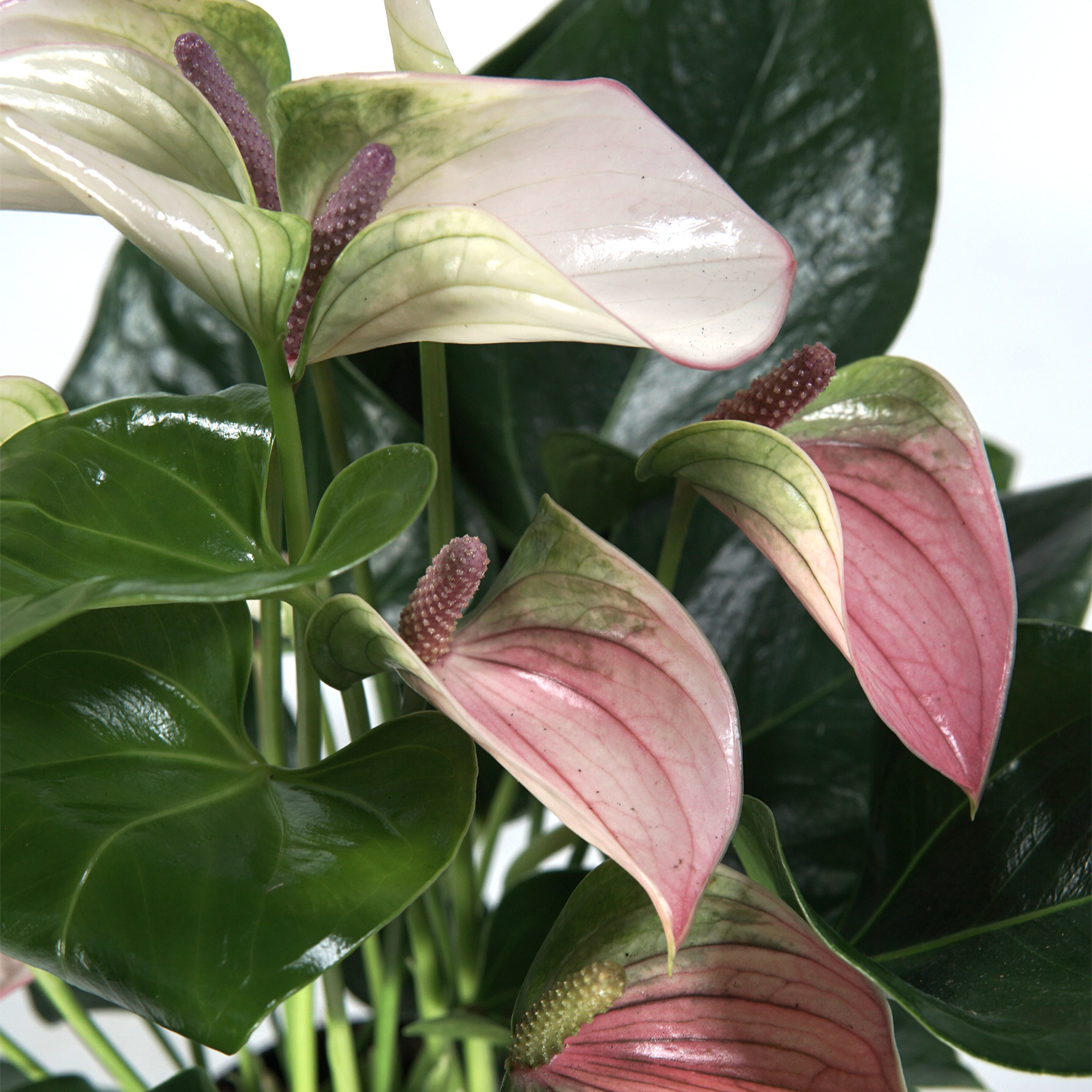 Paket] Anthurium andreanum Hot Lips, im 12cm Topf, Groe Flamingoblume rosa,  Hhe ca. 35cm | meingartencenter24.de - Garten Online Shop & Weber Grill  Store