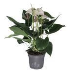 Anthurium-Hot-Lips-1.jpg