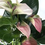 Anthurium-Hot-Lips-3.jpg