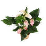 Anthurium-Hot-Lips-5.jpg
