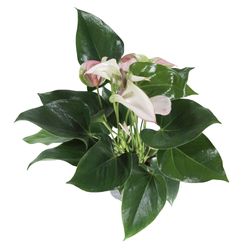 Anthurium-Hot-Lips-2.jpg Anthurium-Hot-Lips-2.jpg