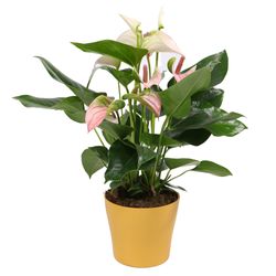 Anthurium-Hot-Lips-4.jpg Anthurium-Hot-Lips-4.jpg