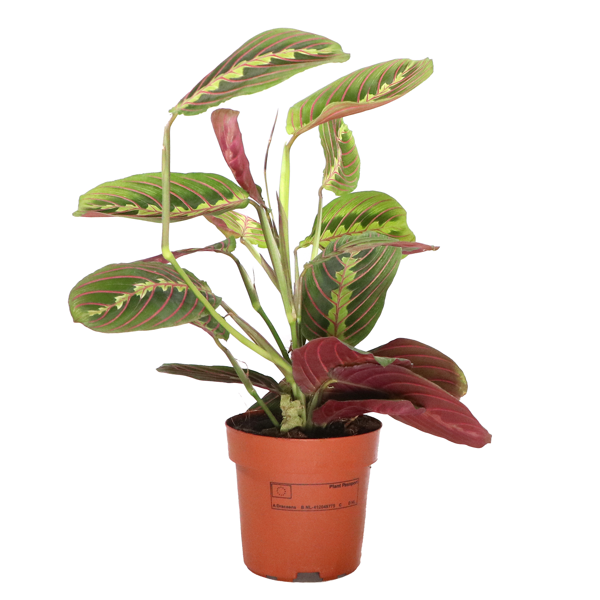 Maranta leuconeura Tricolor im 12cm Topf, Korbmarante, Hhe ca. 25cm |  meingartencenter24.de - Garten Online Shop & Weber Grill Store