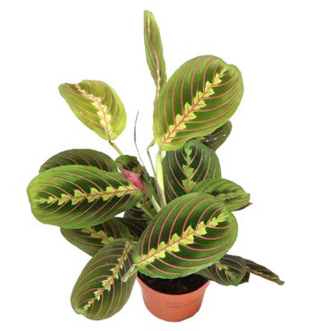Maranta leuconeura Tricolor im 12cm Topf, Korbmarante, Höhe ca. 25cm