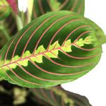 Marantha-Leuconeura-Fascinator-2.jpg