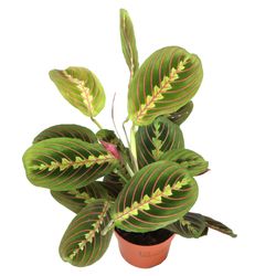 Marantha-Leuconeura-Fascinator-1.jpg Marantha-Leuconeura-Fascinator-1.jpg
